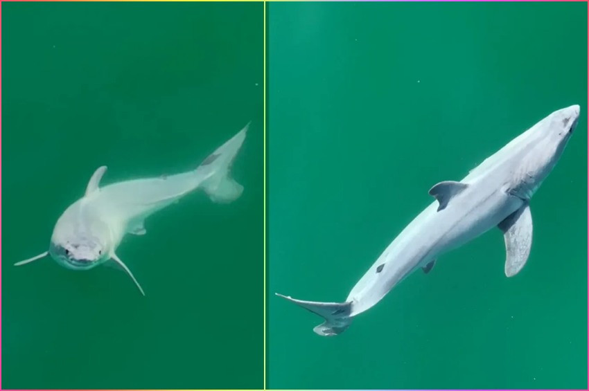 İlk kez bebek bir beyaz köpekbalığı görüntülendi