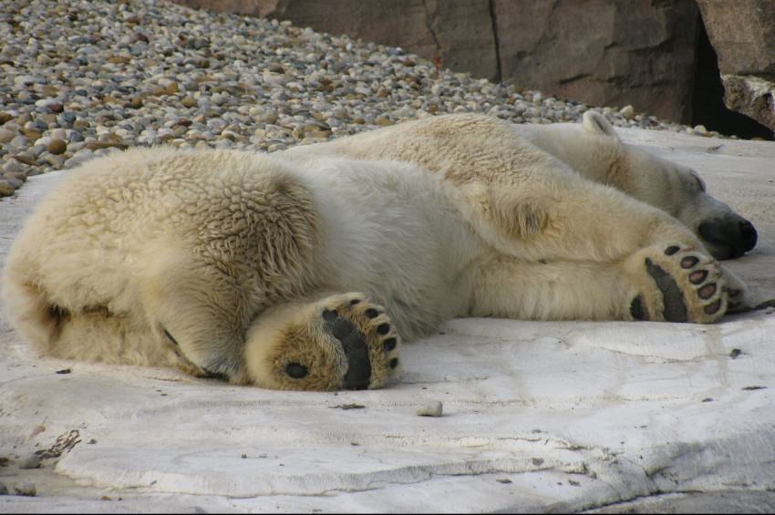 Bir kutup ayısı kuş gribinden öldü