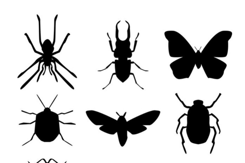 Sinek ve böcek sokmasından korunmak için alınabilecek 5 önlem