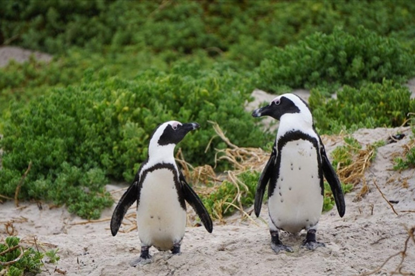 Afrika penguenlerinin iki korkulu rüyası