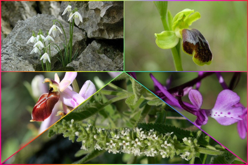 Anadolu Orkidesi ve Kum Zambaklarının nesli korunmaya muhtaç