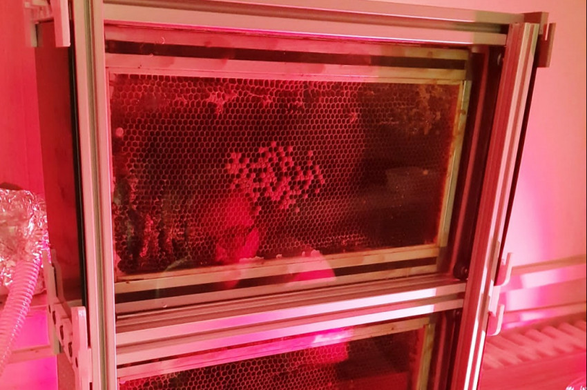 ODTÜnün robot arıları arı neslini kurtarmayı hedefliyor