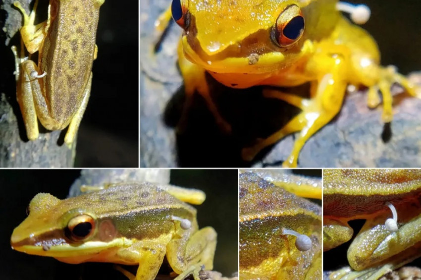Kurbağanın üzerinde büyüyen bir mantar türü bulundu