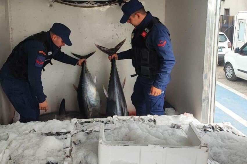 Çanakkalede kaçak avlanan orkinoslar yakalandı