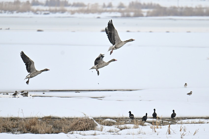 Sayıları artan Yaban Kazları Vanlıları sevindirdi