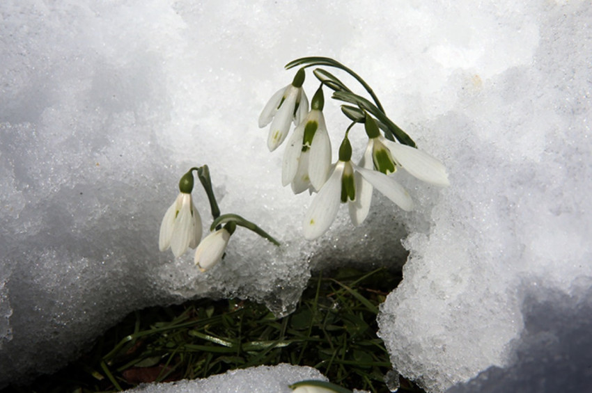 Kardelenler doğayı süslemeye başladı