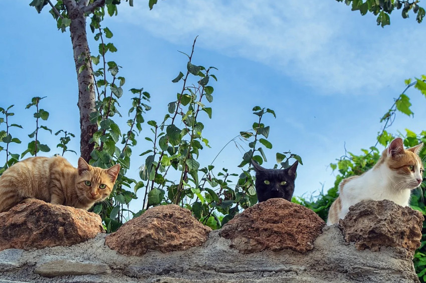 Kediler dünyanın en başarılı ve istilacı canlıları
