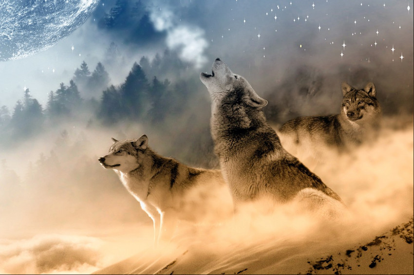 Çernobilde faciadan kurtulan kurtlar kansere çare için umut olabilir