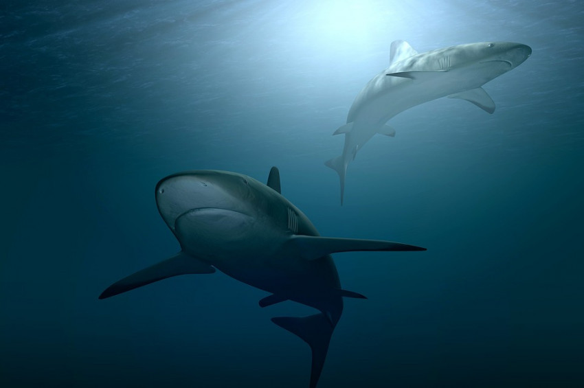 Denizler ısındıkça boğa köpek balığı sayısı hızla çoğalıyor