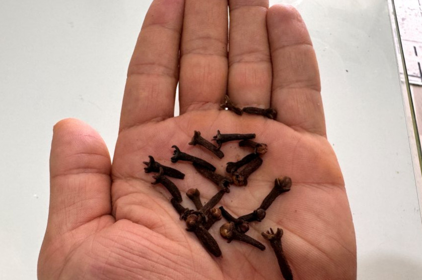 Karanfilin kansere karşı koruyucu etkisi bilimsel çalışmalarla ispatlandı