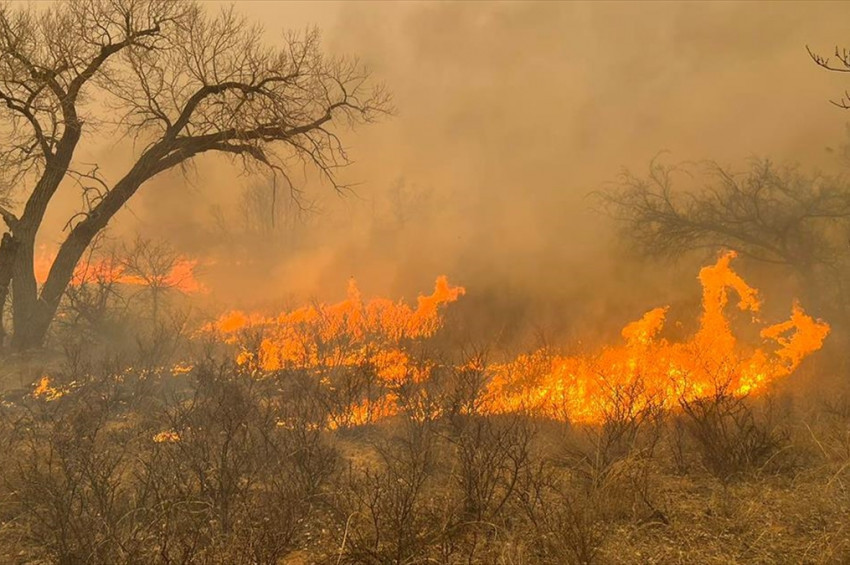 Meksikada 58 ormanda birden yangın çıktı