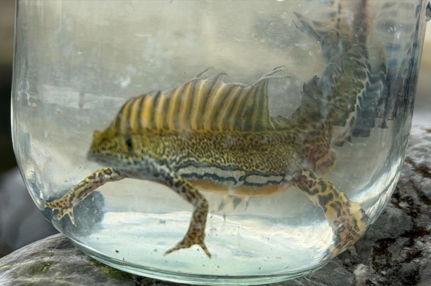 Neslinin tükendiği sanılan yaratık yağmur birikintisine bulundu