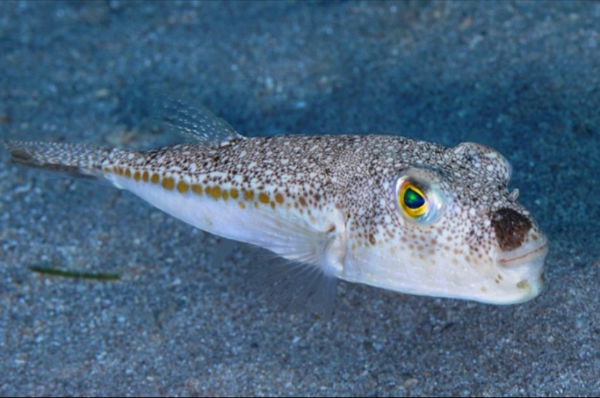 Balon Balığı avlayanlara kaç TL verileceği açıklandı