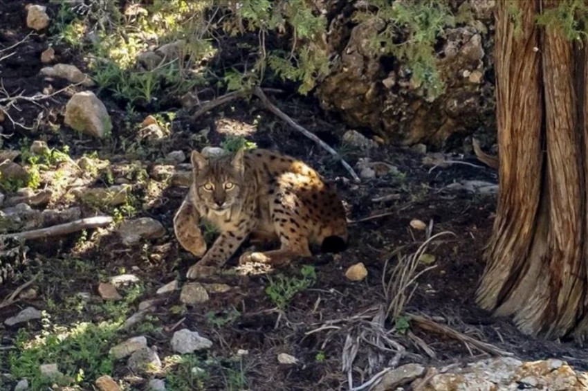 Anadolu vaşağı Antalyada görüntülendi
