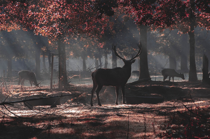Zombi Geyik Hastalığının yenen etten insana bulaştığı tahmin ediliyor
