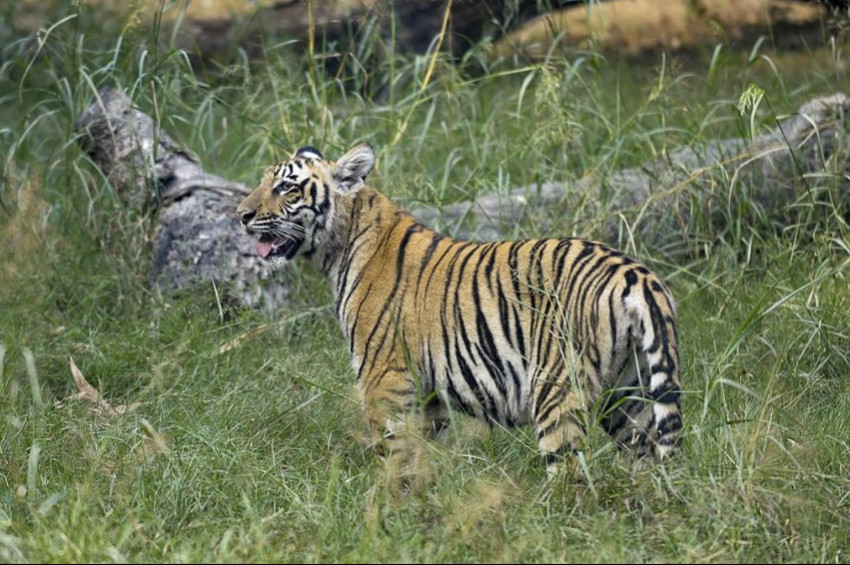 Elli önce soyu kuruduğu sanılan Java kaplanı hâlâ yaşıyor mu?