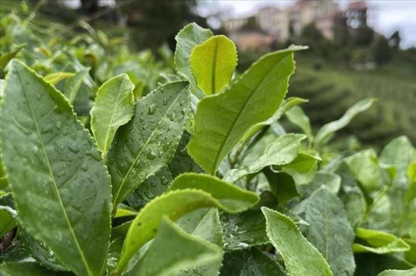 2024 yılı yaş çay alım fiyatı açıklandı