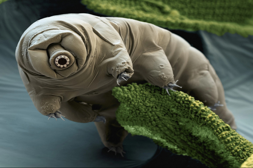 Dünyada tüm canlılar öldüğünde o hayatta kalacak