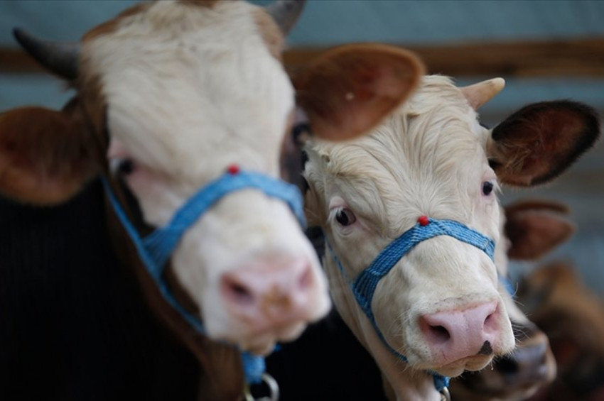 Kurbanlık hayvanların sevkinde uyulacak kurallar