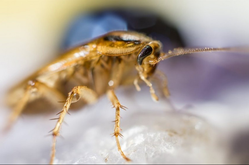 Alman hamam böceği Blattella asahinai Asya göçmeni çıktı