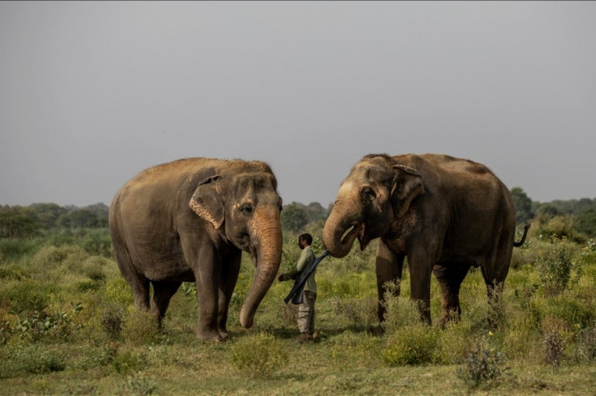 Hindistanda filler trenlerden yapay zeka ile korunuyor