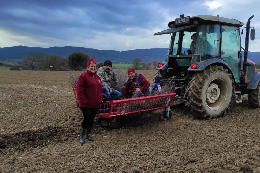 Köylerde tarım yapacak genç olmayınca, mahsuller tarlada kalıyor
