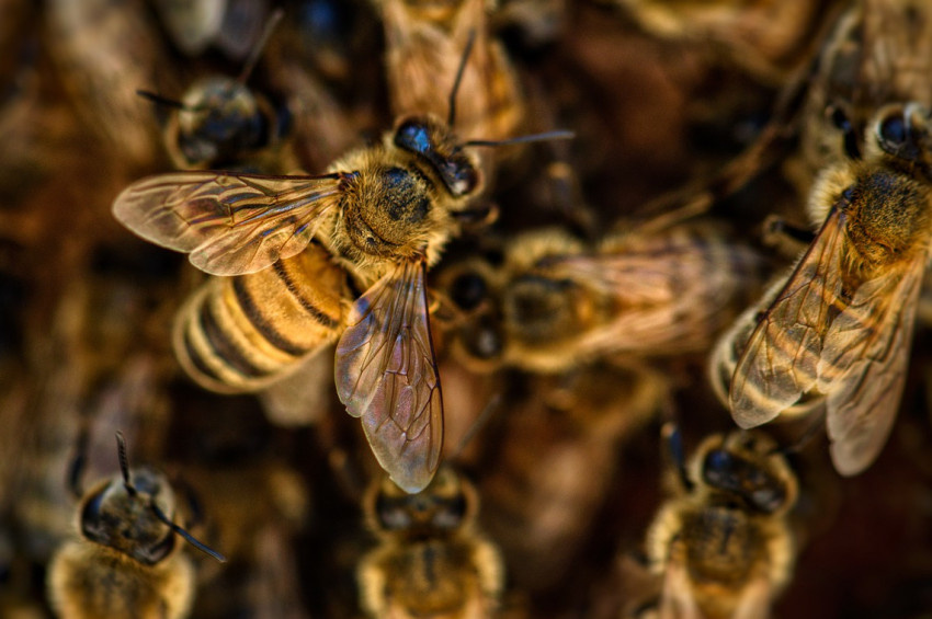 Bal arılarını tehdit eden bir tehlike de pestisitler 