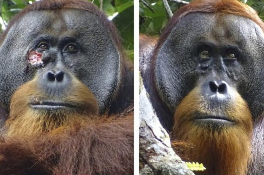 Orangutanların şifalı bitki kullandığı anlaşıldı