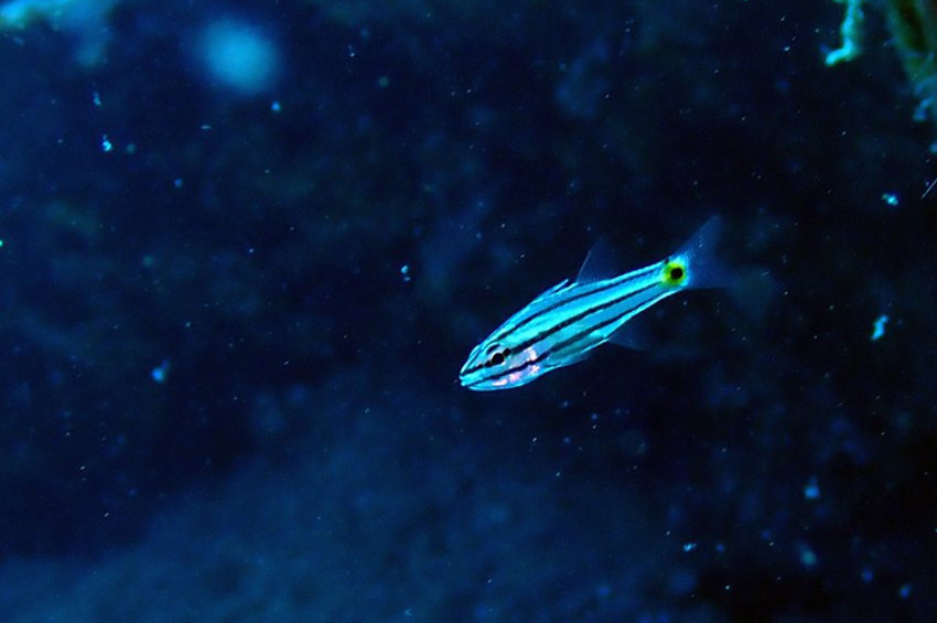 İstilacı türler Akdenizde Pinaların soyunu kuruttu