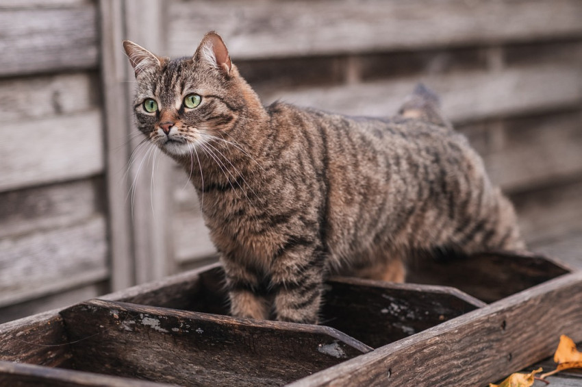 Kedilerin kurabiye yoğurma hareketi ne anlama geliyor?