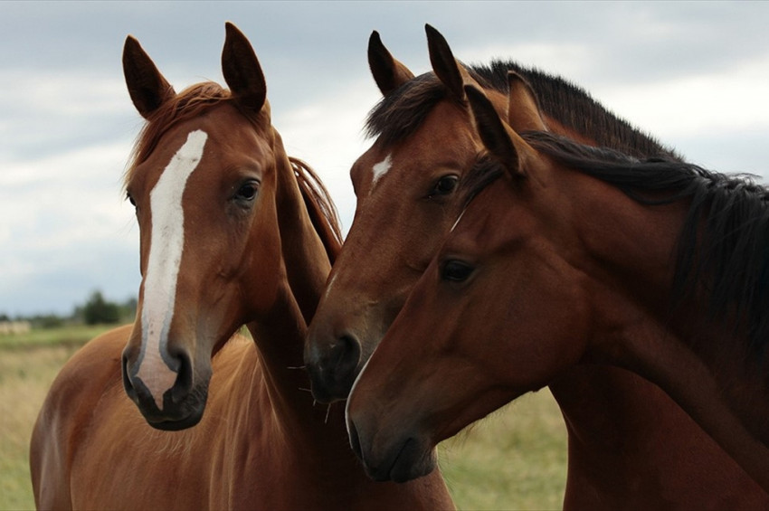 Atlar tahmin edilenden daha zeki çıktı: İşte ilginç deney