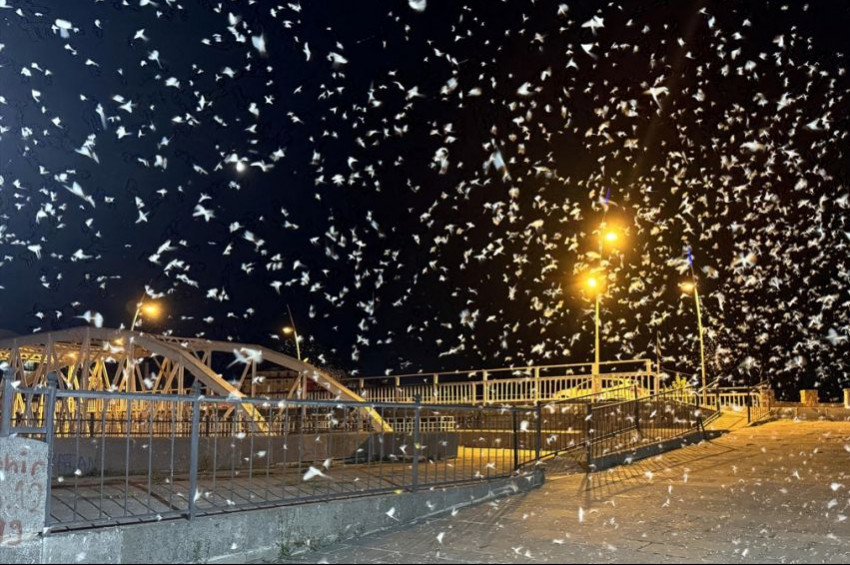 Mayıs sinekleri toplu halde dans edercesine ölüm uçuşu yapıyor!