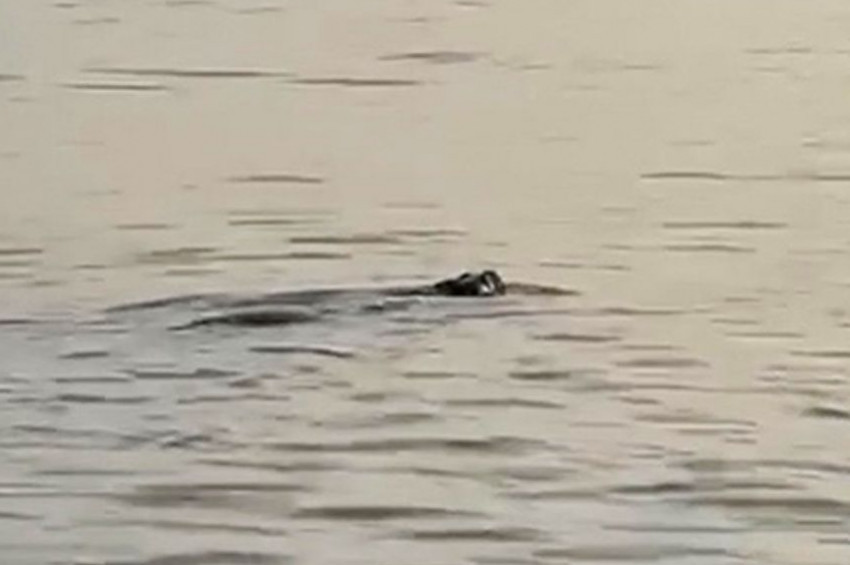 Silivride yıllar sonra su samuru görüntülendi