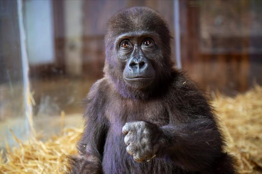 İstanbul Havalimanında yakalanan goril yavrusunun adı ne olsun? İşte isim anketi: