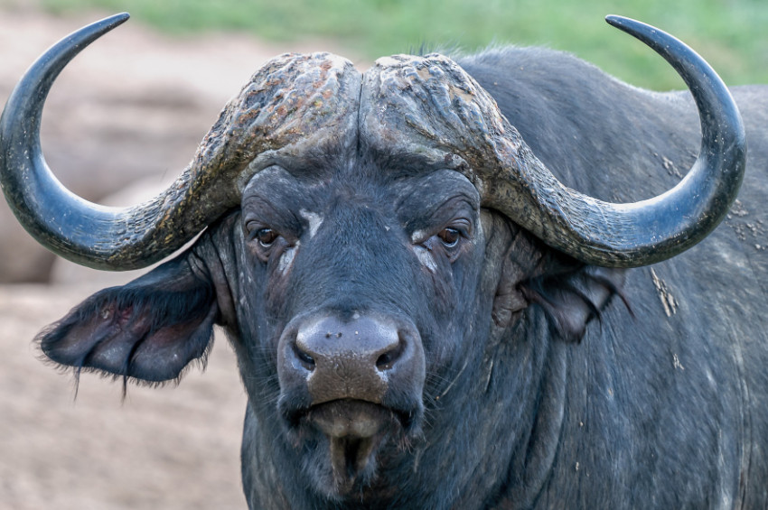 Pushkar Hayvan Fuarı’nda Rekor Fiyatlar: 60 Milyonluk At, 92 Milyonluk Manda