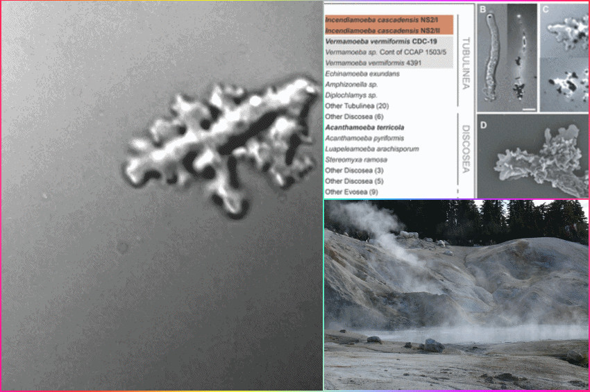 Ateşin içinde yaşayan ve üreyen bir amip türü keşfedildi