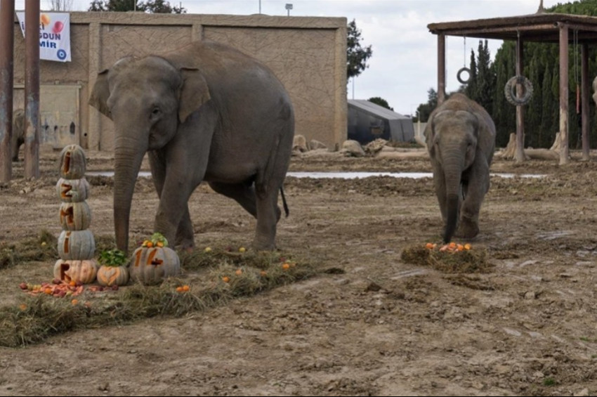 Türkiye doğumlu ilk fil İzmir 14 yaşına bastı