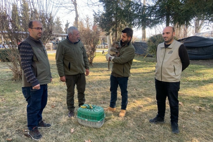 Elazığda makak maymunu bulundu