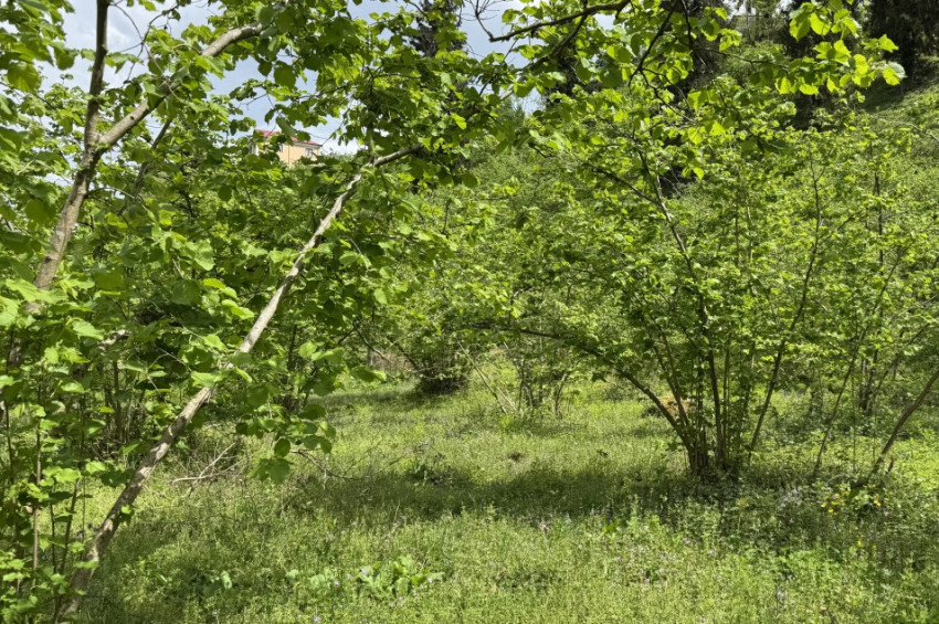 Samuray arılar, kahverengi kokarcalara karşı!