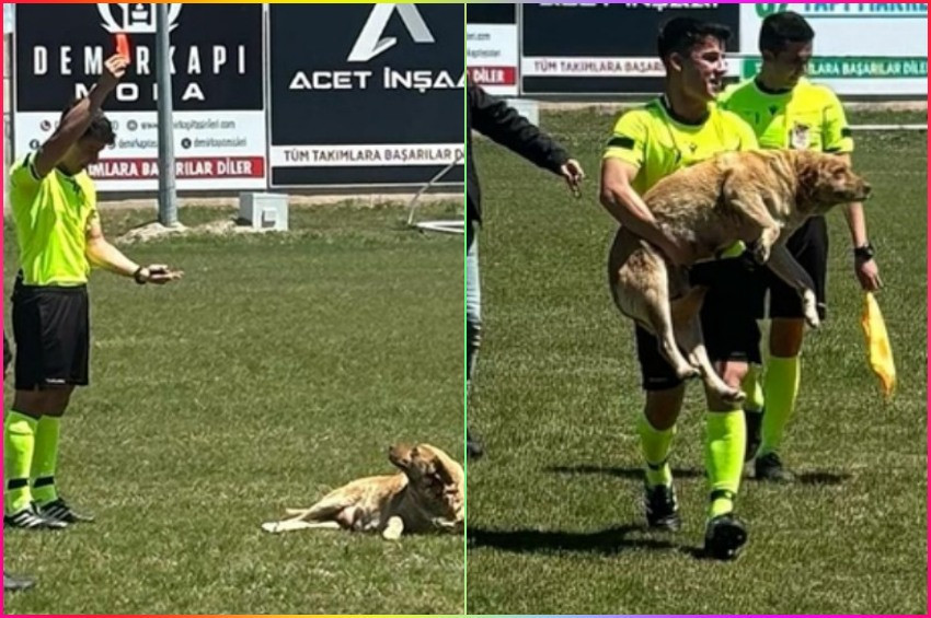 Hakemden kırmızı kart gören köpek, kucaklanarak sahadan çıkarıldı!