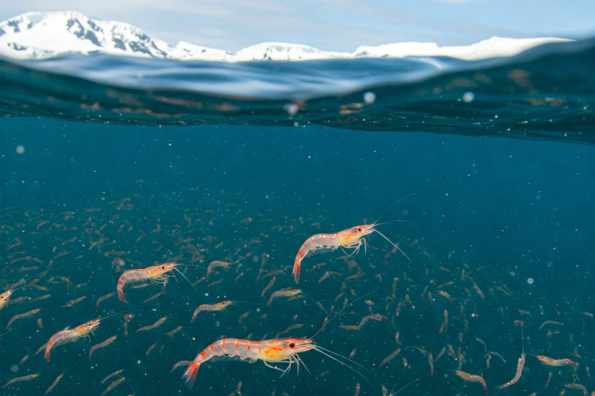 Antarktika krilleri yok olursa okyanusları bekleyen tehlike nedir?