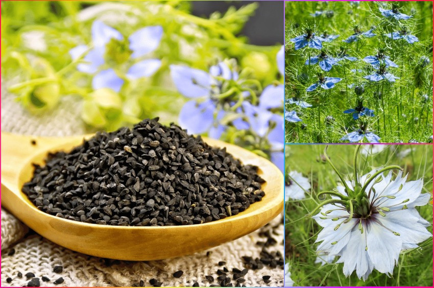 Çörek otunun bilimsel olarak kanıtlanmış yararları ve riskleri