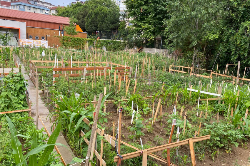 Halk bostanları ile İstanbullular doğal sebze ve meyve üretebiliyor