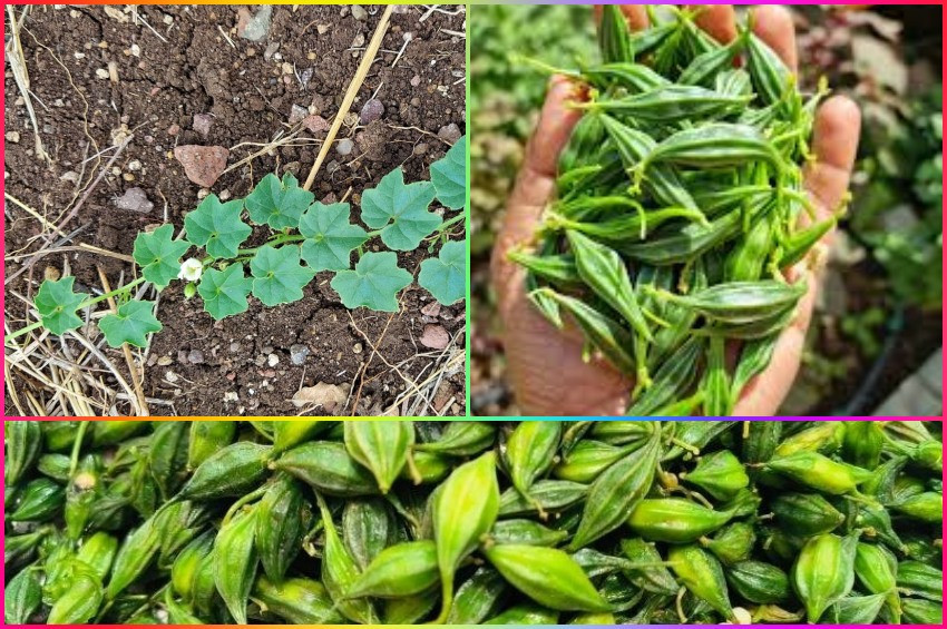 Hindistan ve Afrikanın Gizli Besin Hazinesi: Momordica cymbalaria Türkiyede de yetişebilir!