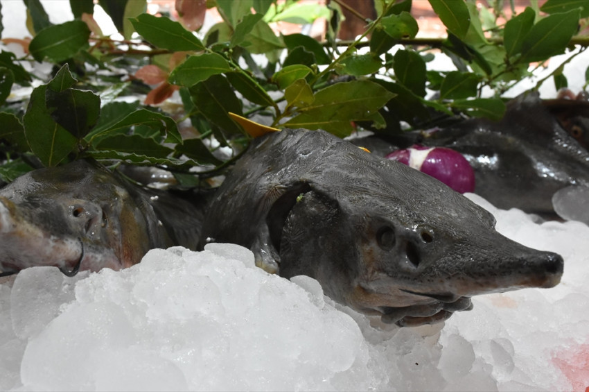 Morina balıklarının boyu küçülüyor ve sayıları hızla azalıyor