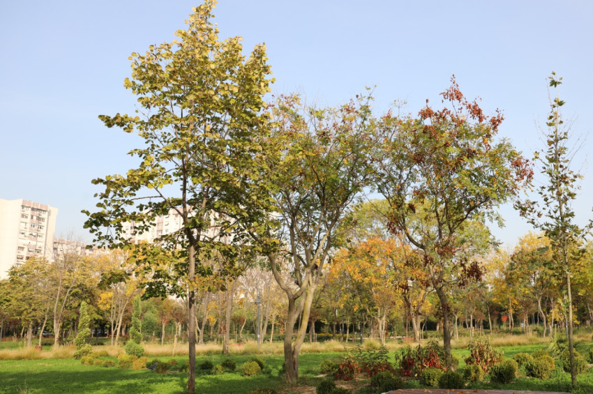 Yaşam destek sistemi olarak ağaçlar ve İstanbulun yaşam vadileri