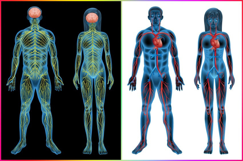 Bedenin Antropolojik Serüveni: Kültürün Merkezindeki Aktör