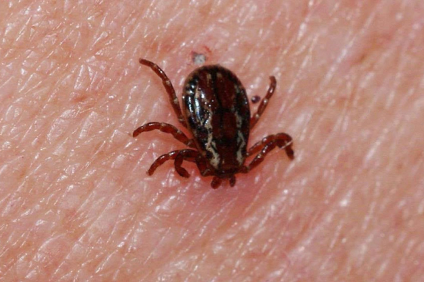 Karadenizde kenenin ısırdığı Trabzonlu çoban öldü