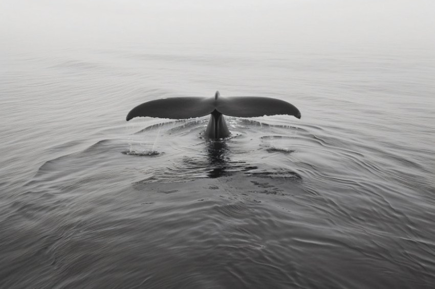 Antalyada balıkçılar balina görüntüledi