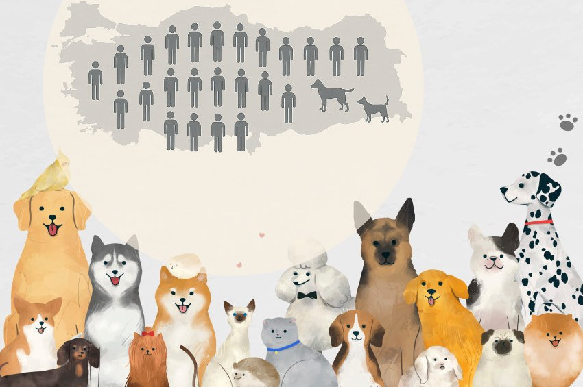 Türkiyede  her 13 kişiye 1 sahipsiz köpek düşüyor